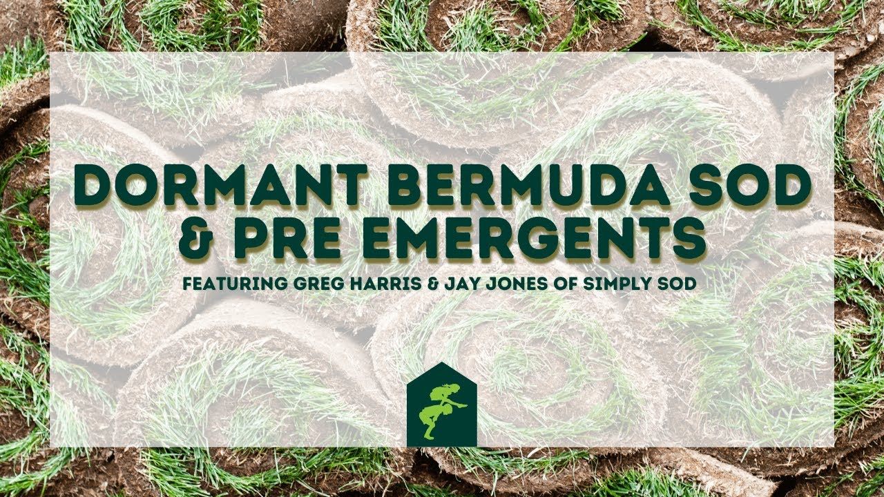 Let's Talk About It: Dormant Bermuda Sod & Pre Emergents