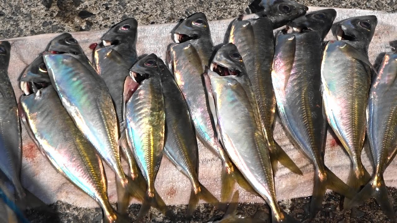アジ釣り 爆釣り!瀬付きアジ【黄金アジ】２５㎝以上～大畠瀬戸～