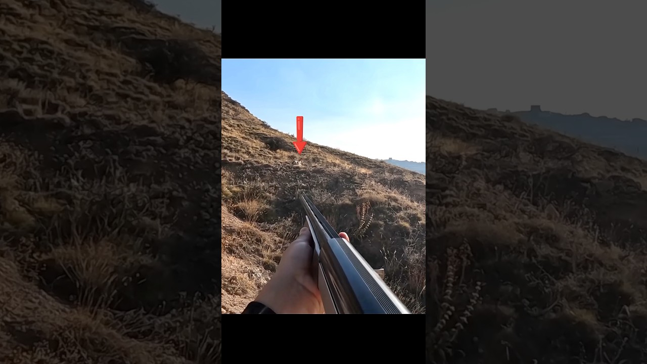 Охота на дикого кролика в России | Адреналинв тишине#wildhunting#охота #hunting#rabbit#rabbithunting