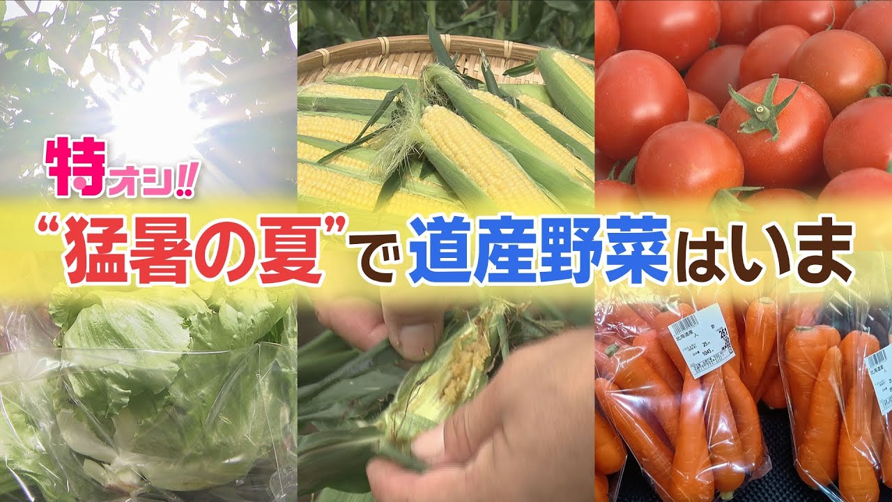 特オシで徹底解説　猛暑の夏で道産野菜はいま　暑さの品質や価格への影響は？