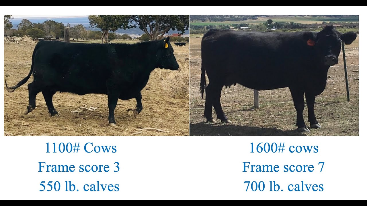 Herd Quitter® Minute - Compare Cow $ize