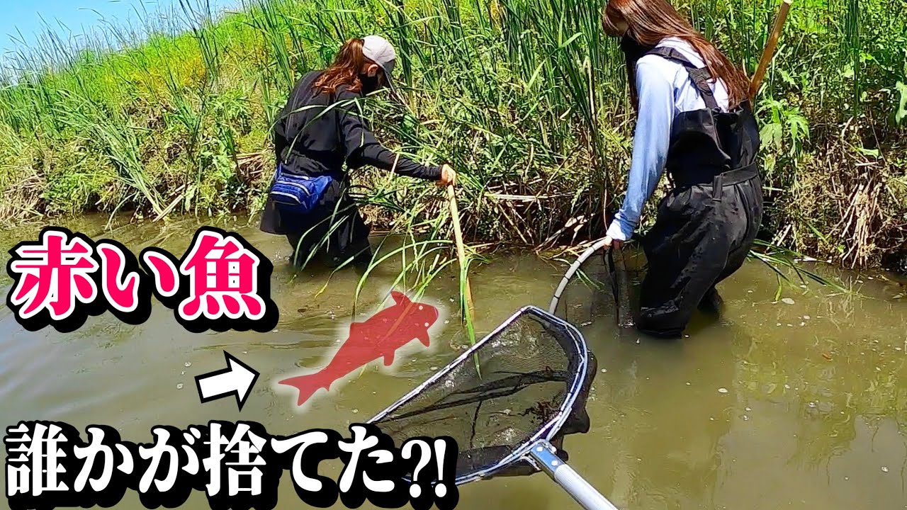 病気やﾀﾋんだ魚がいるドブや元ペットの魚がいる川でガサガサ！【冬休み暇人専用】