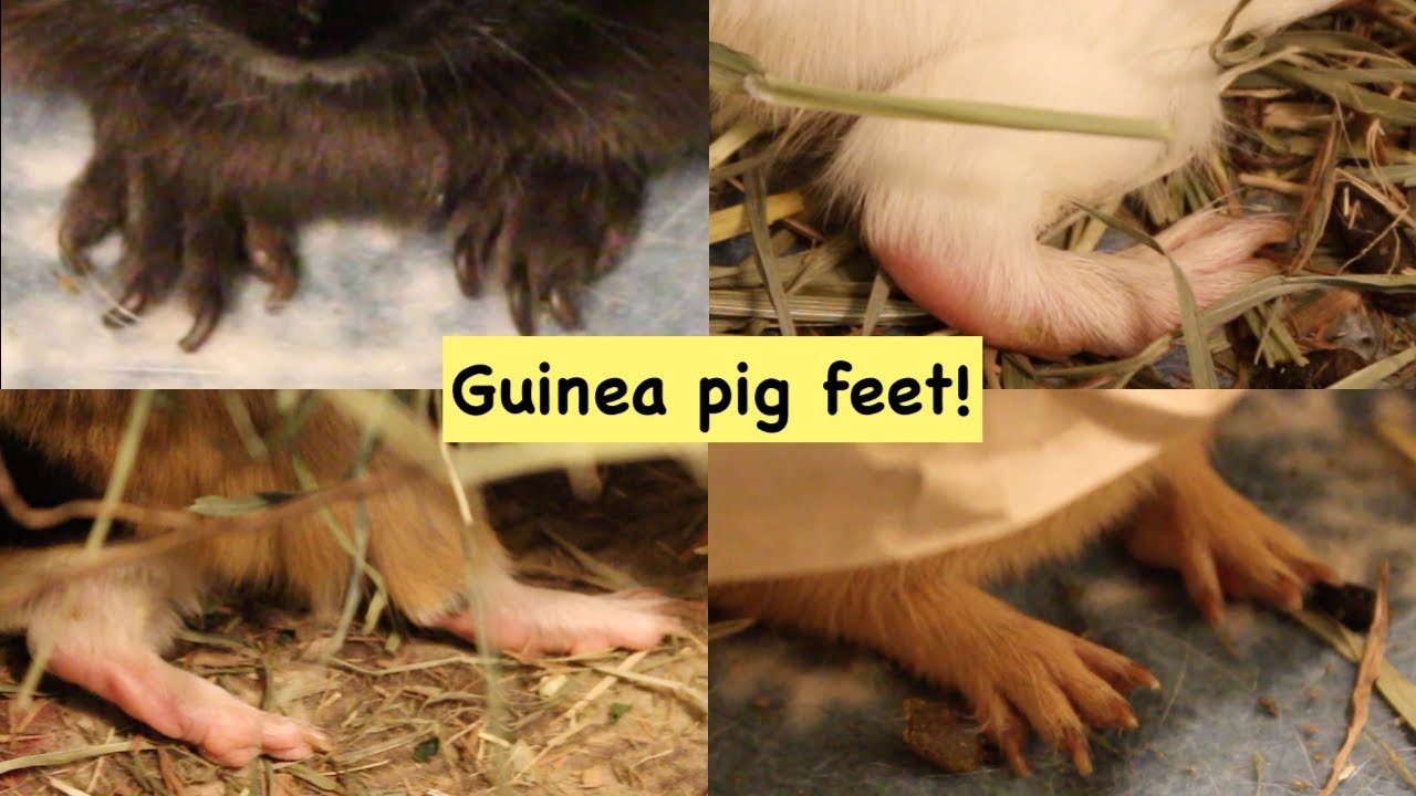 Guinea pig feet!