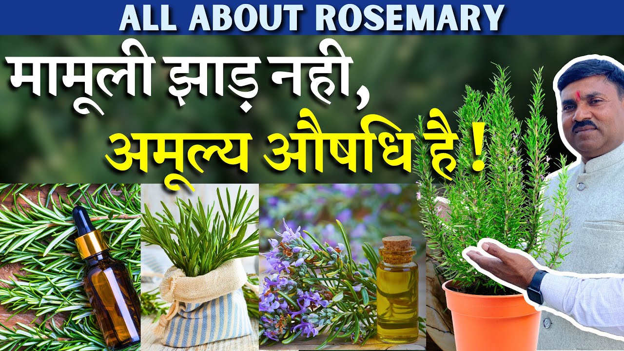 मामूली झाड़ नही, अमूल्य औषधि है || All about Rosemary || Rosemary Uses and Benefits