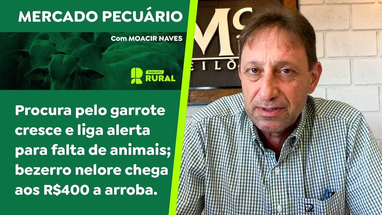 Procura pelo garrote cresce e liga alerta para falta; bezerro nelore chega aos R$400 a arroba.