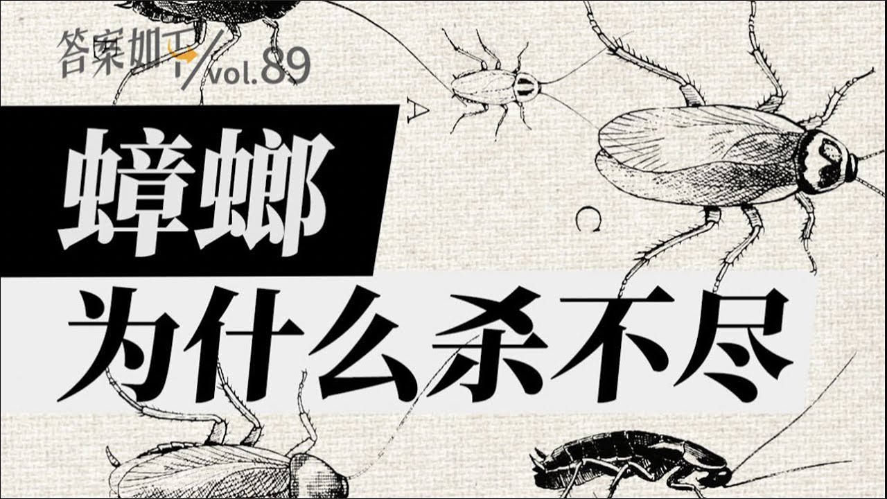 看了蟑螂的繁殖過程，我被震撼了！｜答案如下
