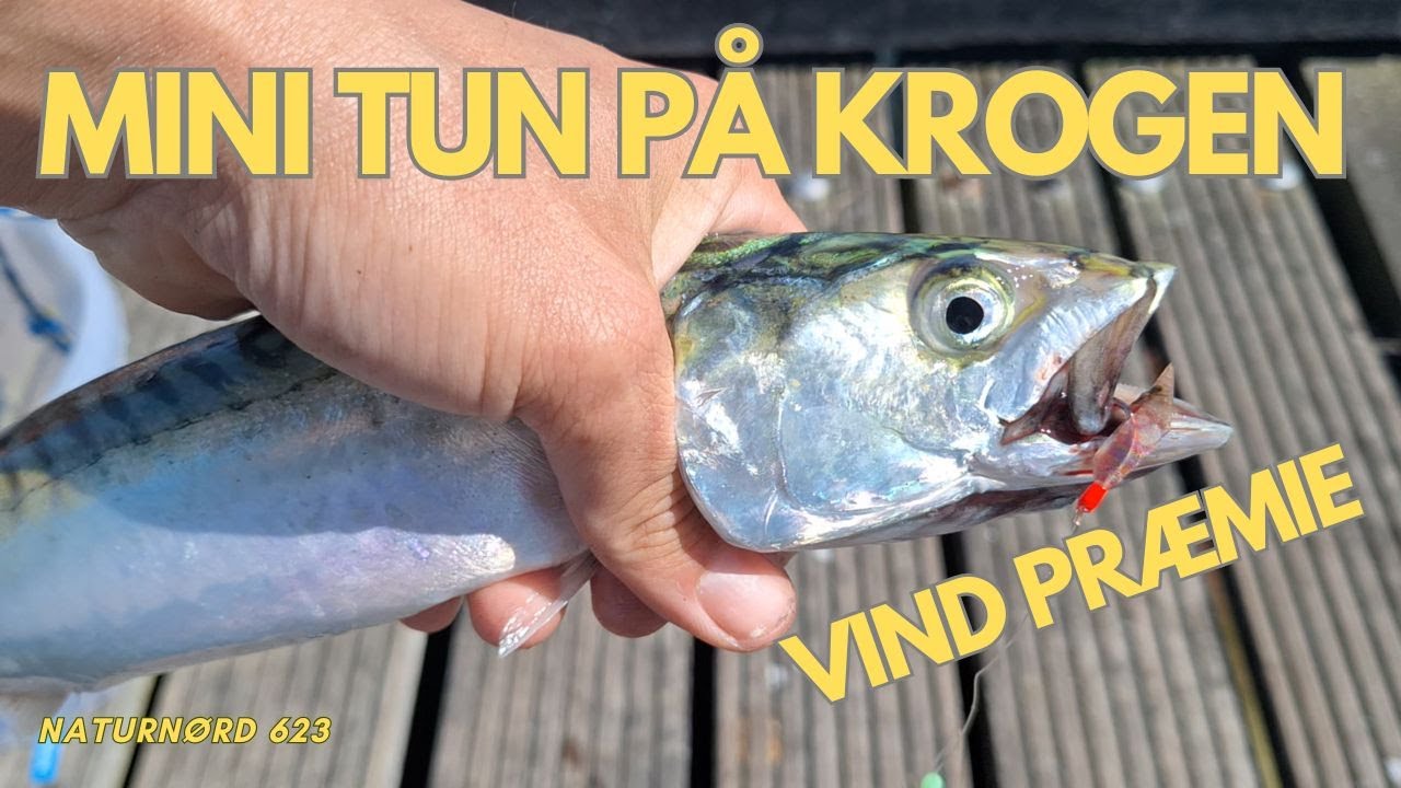 PÅ FISKETUR EFTER SÅ MANGE ARTER SOM MULIGT. !!! // NATURNØRD 623