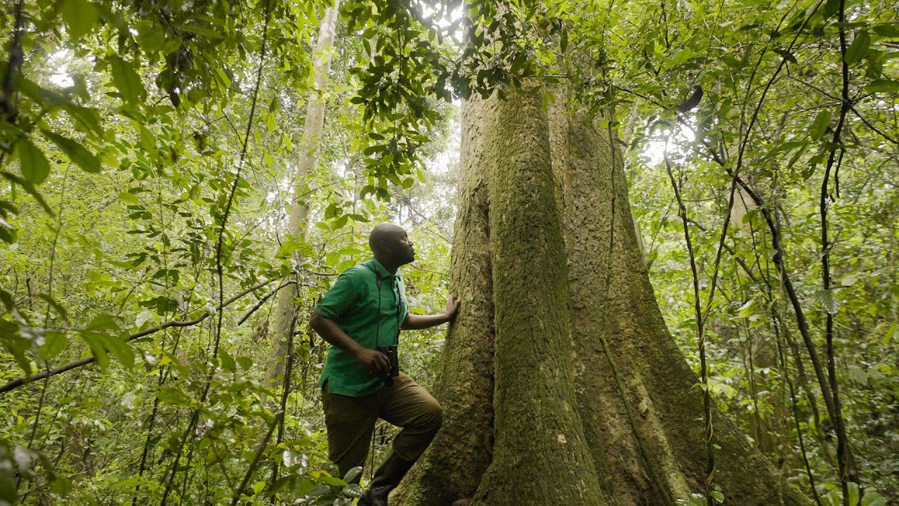 Age of Change: Restoring Uganda’s forest to combat climate change