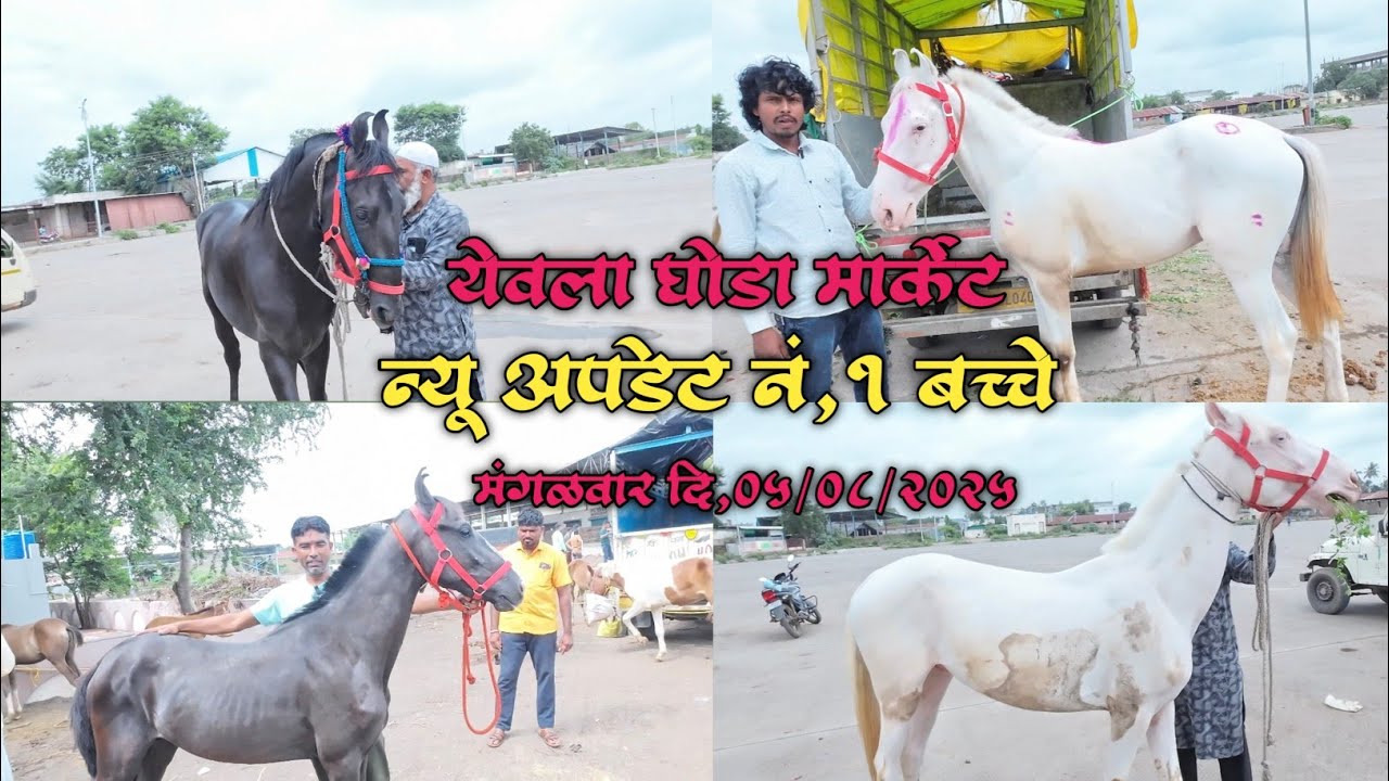 येवला घोडा मार्केट नं,1 बच्चे न्यू अपडेट मंगळवार दि.05/08/2025