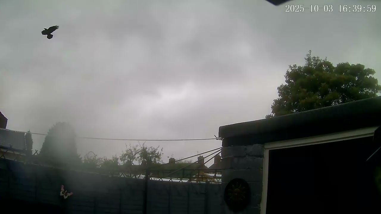 (3/10/2025) 16:34pm SVC [0115] ‘STORM AMY’