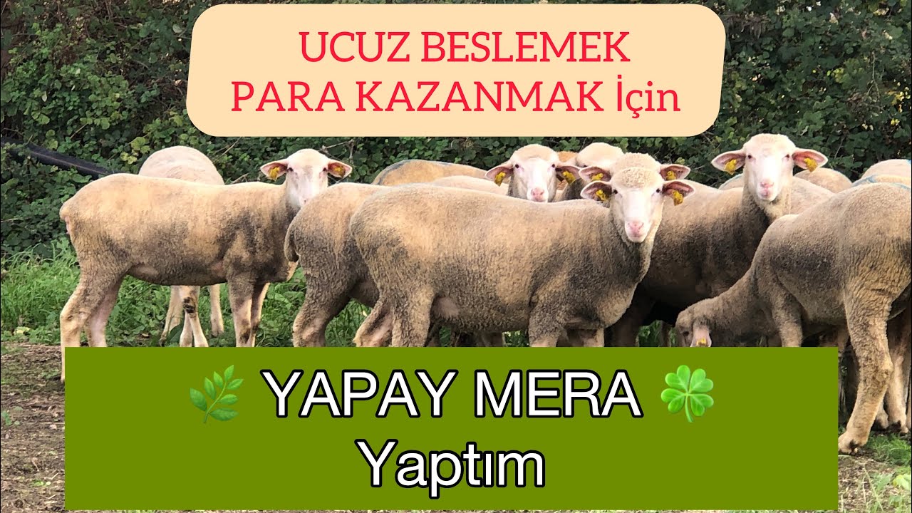Küçükbaşlarımız İçin YAPAY MERA YAPTIM #küçükbaş #koyunculuk #yapaymera