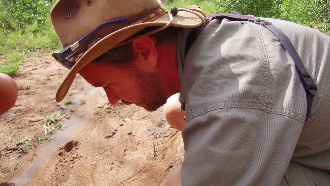 #SafariTrivia - How to identify a Hyena track