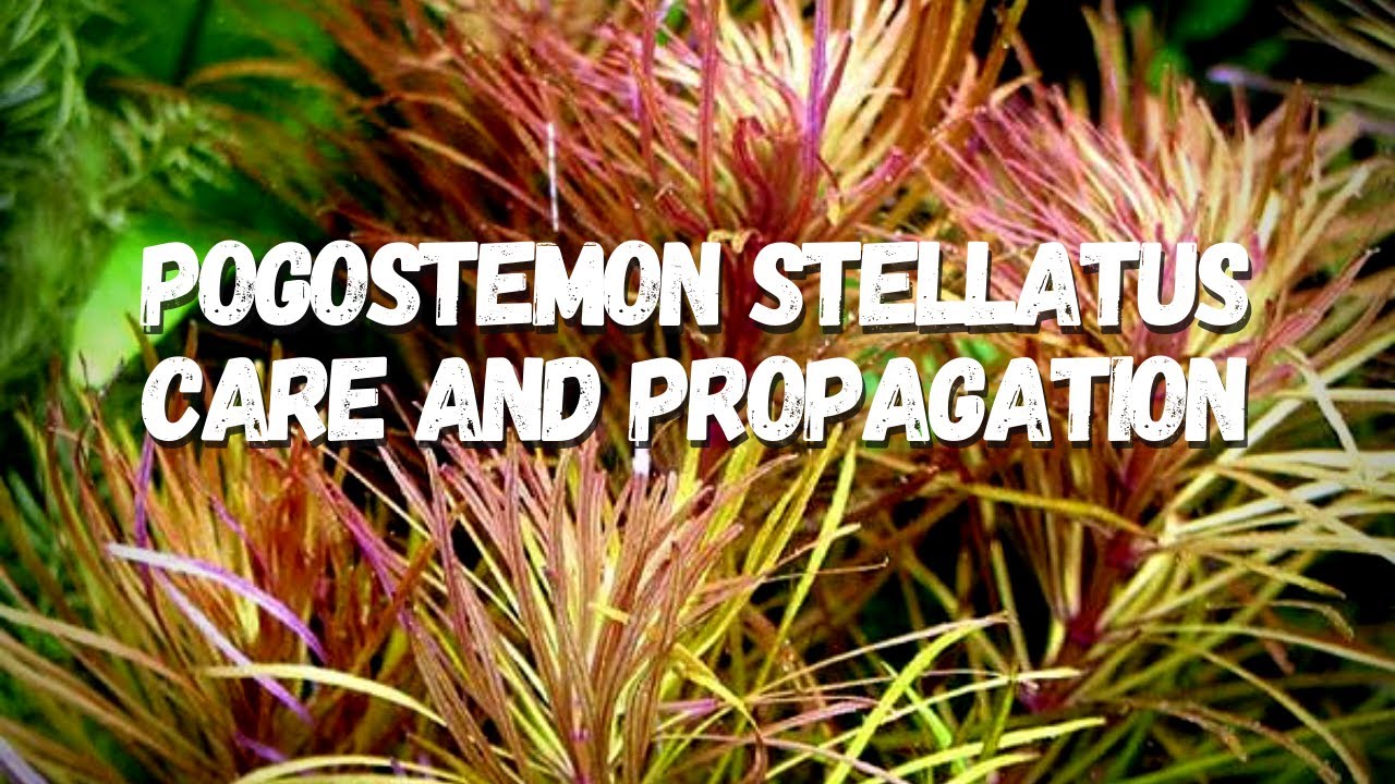 How to Care for, Grow and Propagate Pogostemon Stellatus