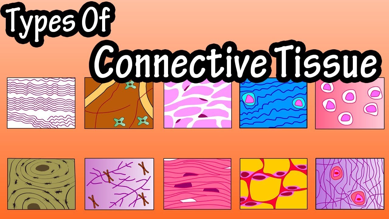 Types Of Connective Tissue - What Is Connective Tissue - Functions Of Connective Tissue