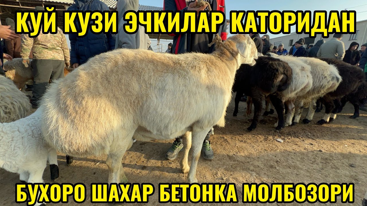 КУЙ КУЗИ ЭЧКИЛАР КАТОРИДАН БУХОРО ШАХАР БЕТОНКА МОЛБОЗОРИ 22.02.2026.