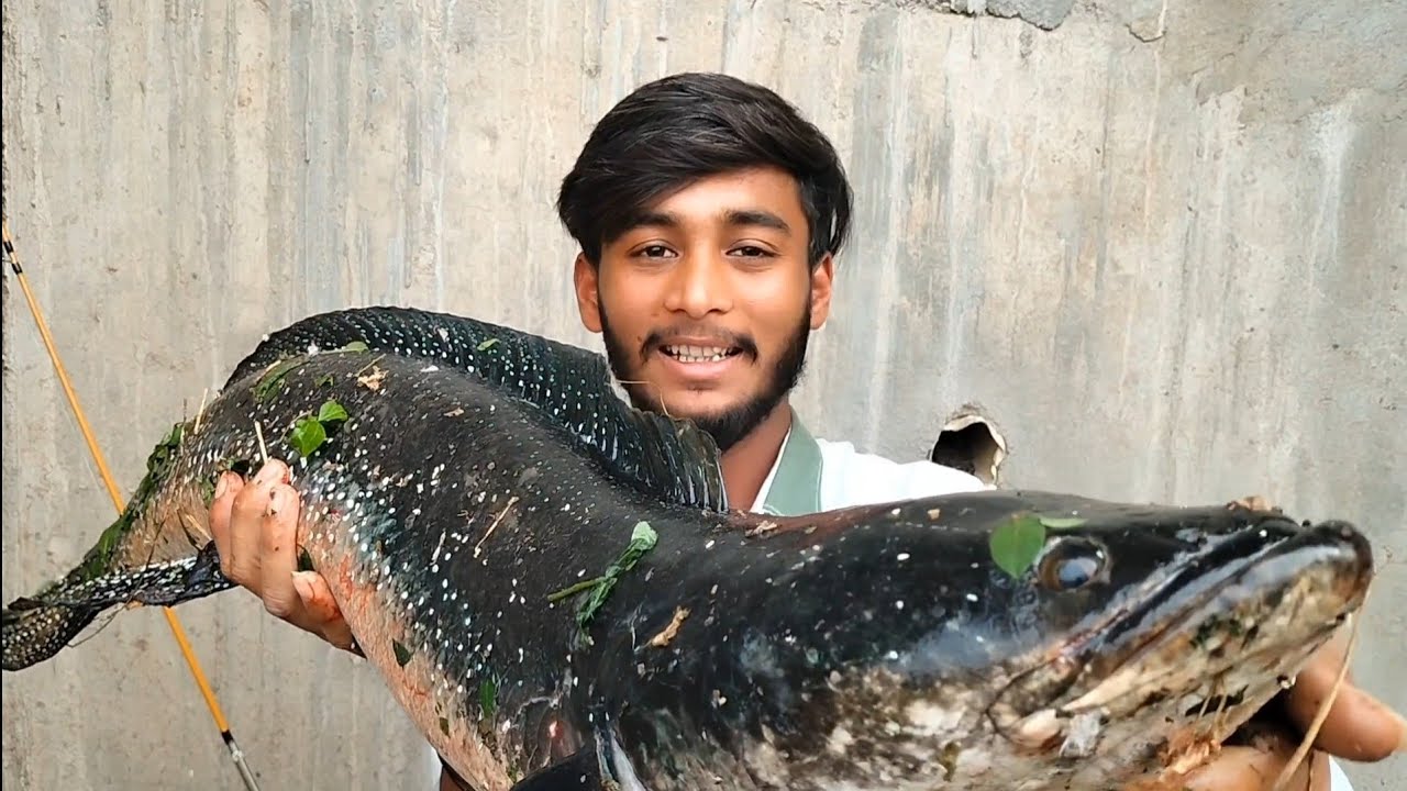 New sport back to back attack tiger maral fish (snake head) in river fishing 🎣 🎣🎣