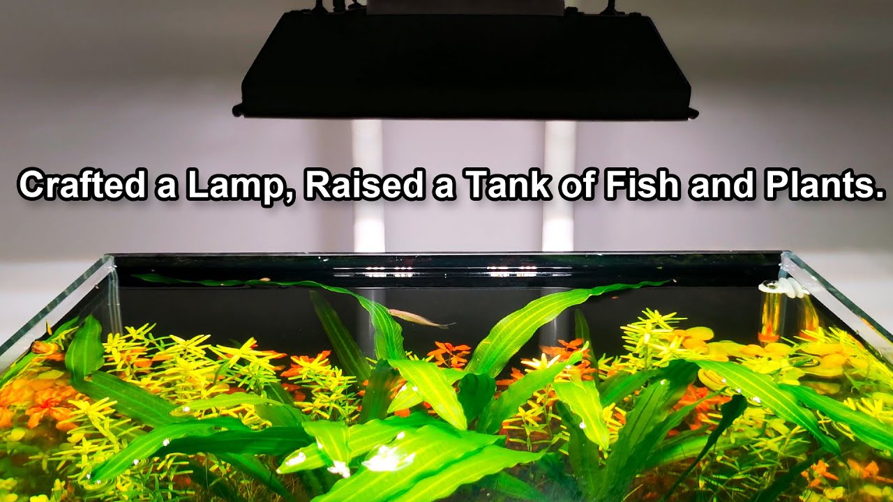 Crafted a Lamp, Building a 