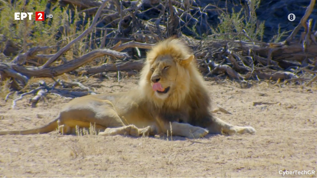 AFRICA'S WILD HORIZONS - &Alpha;&Gamma;&Rho;&Iota;&Omicron;&Iota; &Omicron;&Rho;&Iota;&Zeta;&Omicron;&Nu;&Tau;&Epsilon;&Sigma; &Tau;&Eta;&Sigma; &Alpha;&Phi;&Rho;&Iota;&Kappa;&Eta;&Sigma; &Epsilon;&Pi;&Epsilon;&Iota;&Sigma;&Omicron;&Delta;&Iota;&Omicron; 05