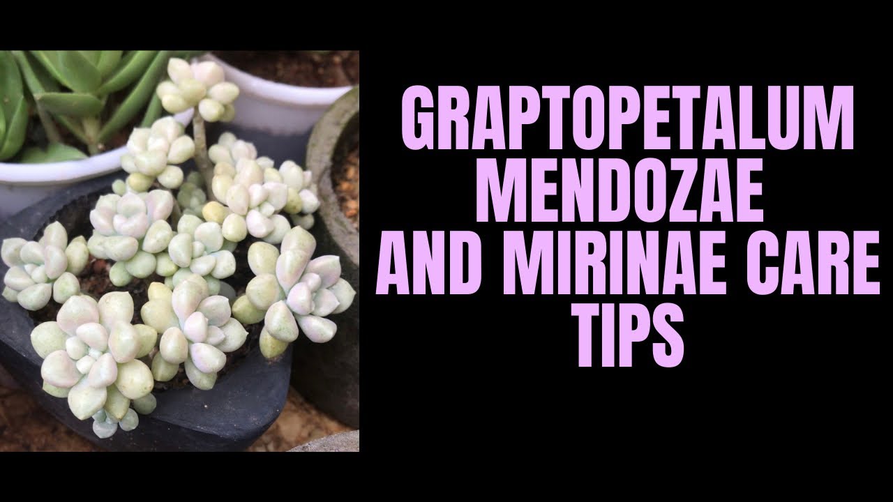 || GRAPTOPETALUM MENDOZAE AND MIRINAE CARE TIPS ||