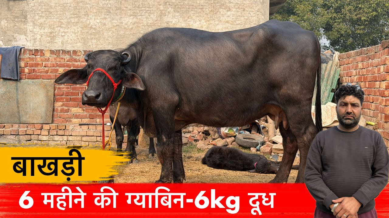 🔴बाखड़ी 👉6 महीने की ग्याबिन-6kg दूध।एक बार फिर किया बेचने वाला रेट।MONU ROHTAK☎️9466818807.