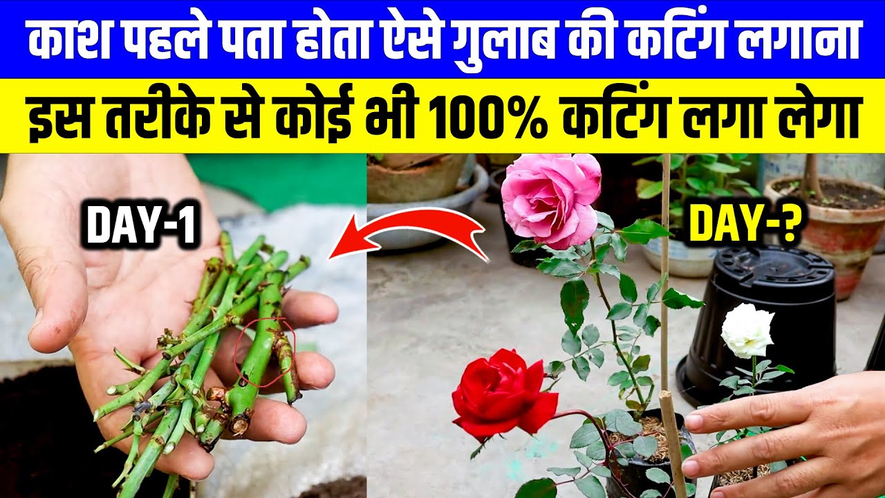 100% rose cuttings will be planted in October, how to graft roses | How to Grow Roses From Cuttings