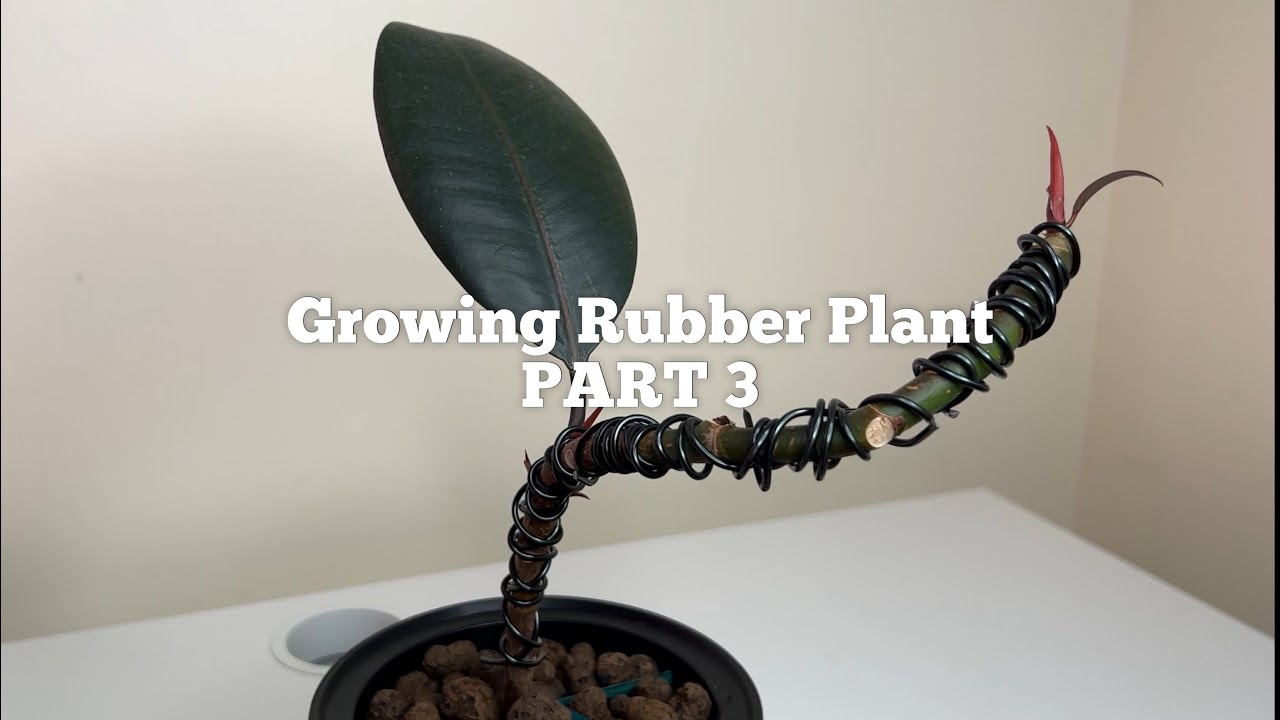 #140 : Can We Grow Rubber Plants as Bonsai? Let’s Find Out! House Plant That Grow Well at Home.