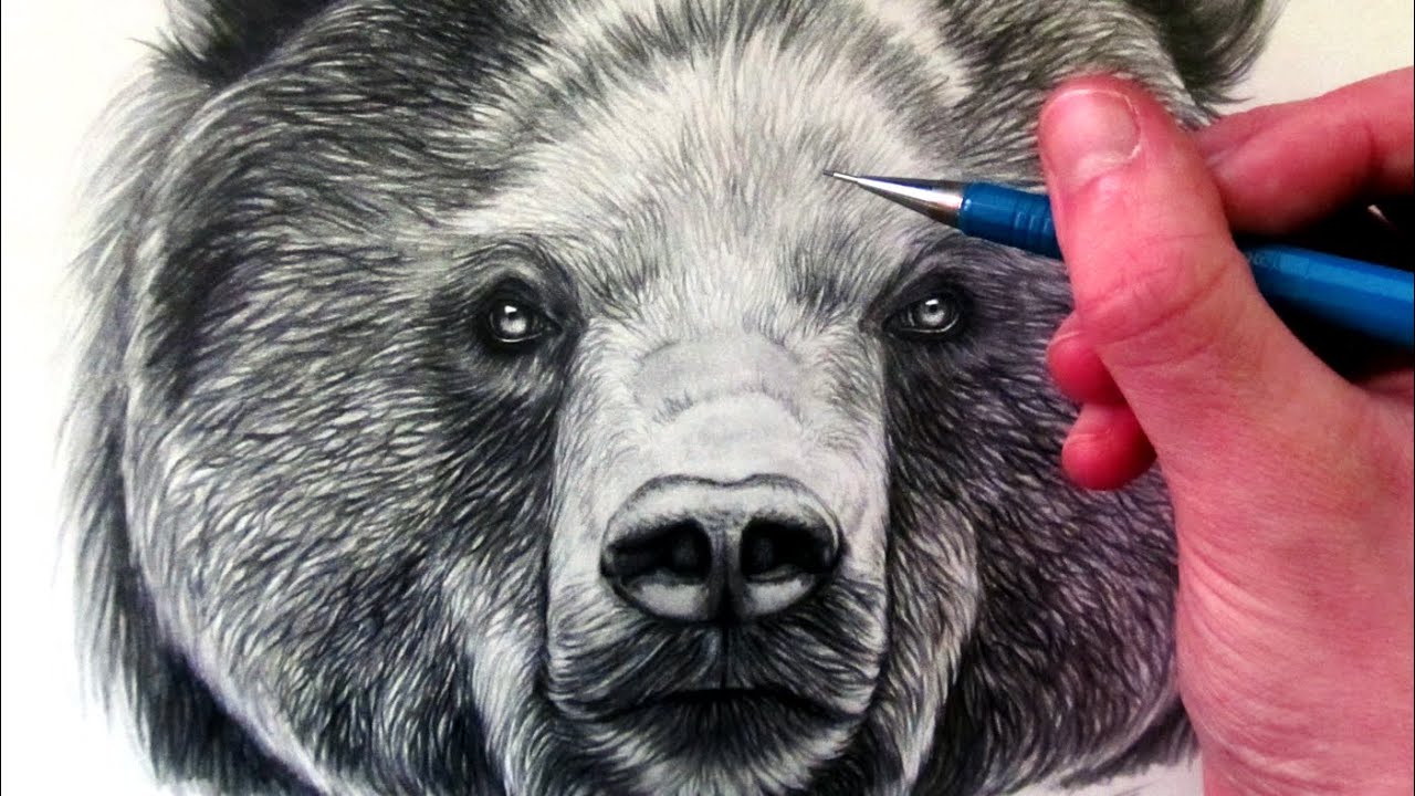 How to Draw a Bear