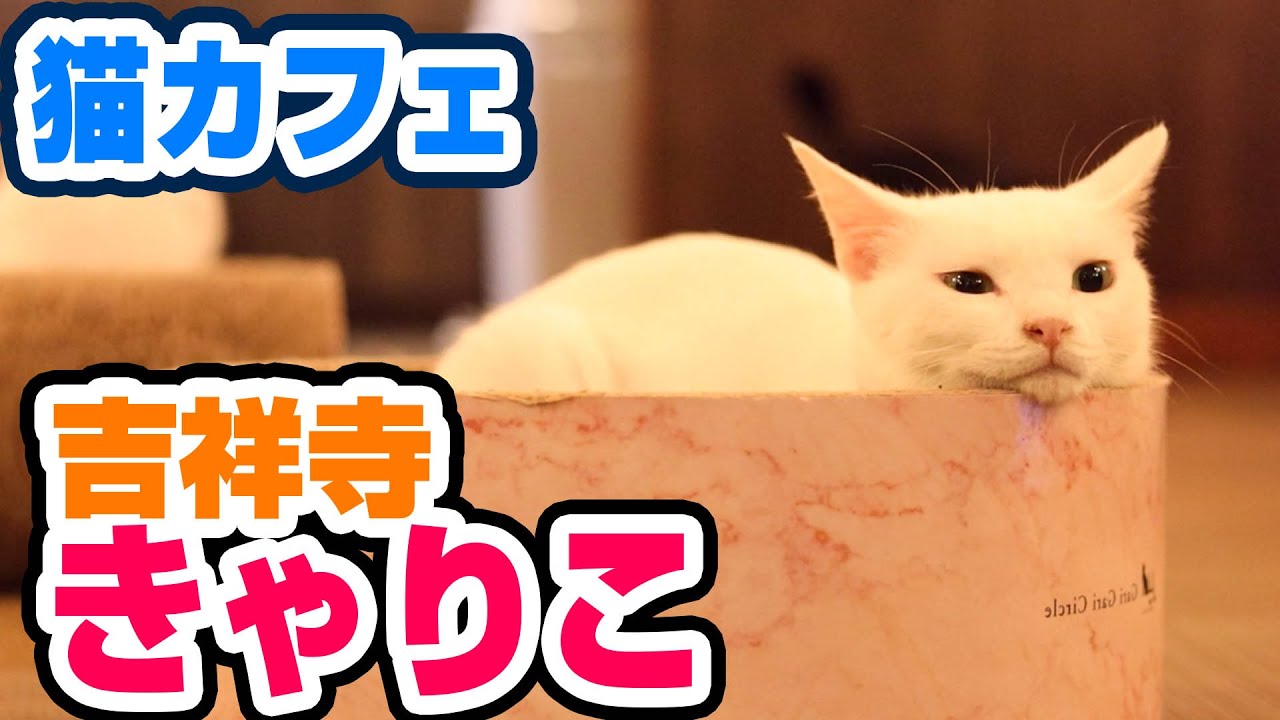 【癒し】吉祥寺の猫カフェ、きゃりこでかわいい猫たちと遊ぶ