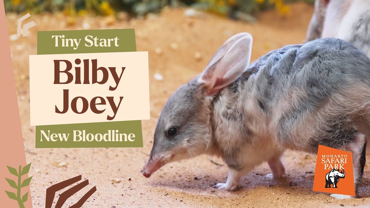 Новый большой билби-джоуи знаменует собой важную победу в деле сохранения природы