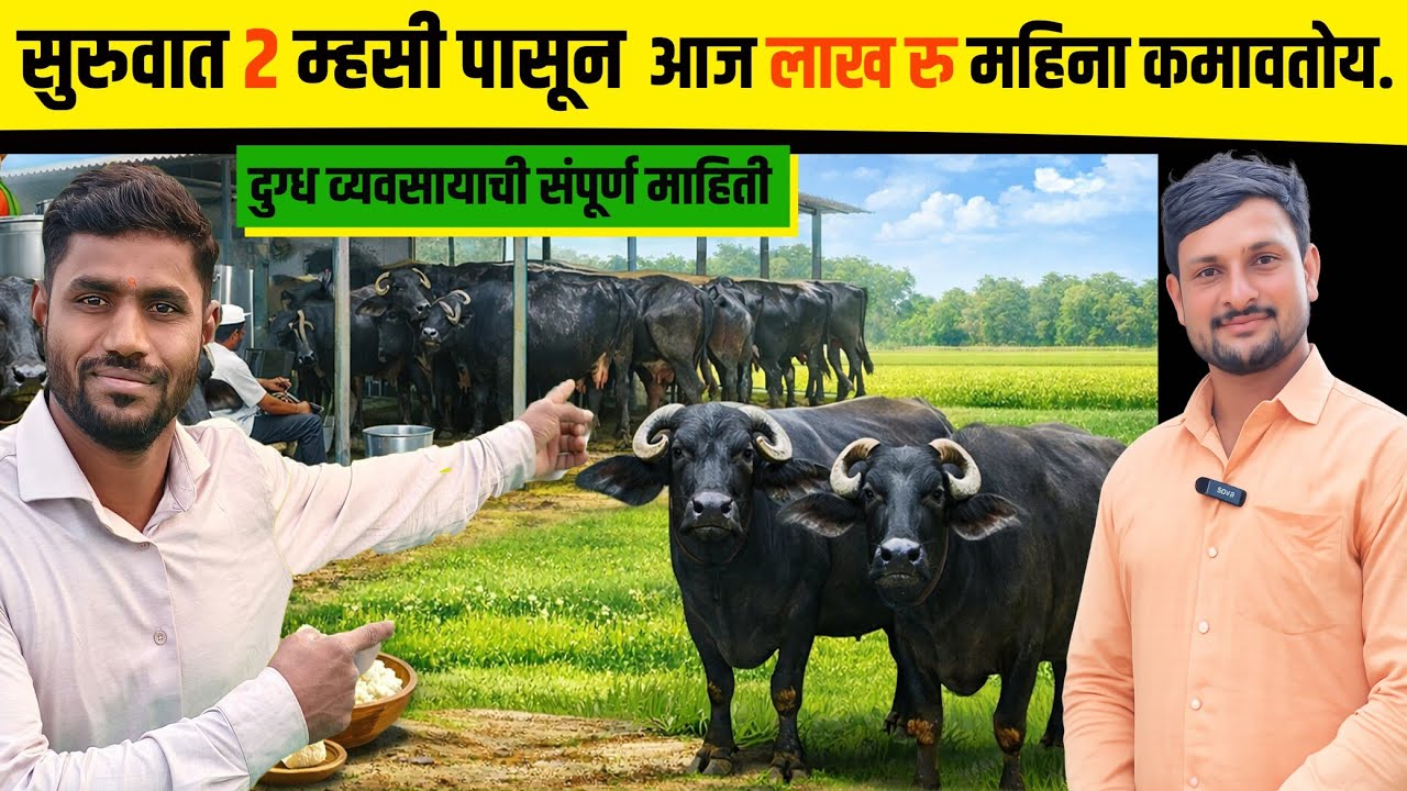 शेतीपूरक दुग्ध व्यवसाय,प्रगतीची वाटचाल ! एकदम साध्या पद्धतीचा शेड आणि 13 म्हशीचे संगोपन. #farming 