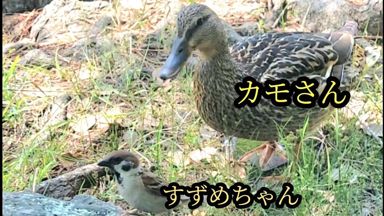 珍客カモさん現る　すずめ日記