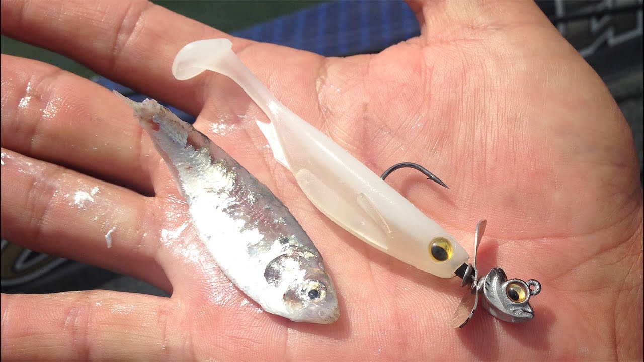 Add Flash to your Swimbait Fishing with a Propellor