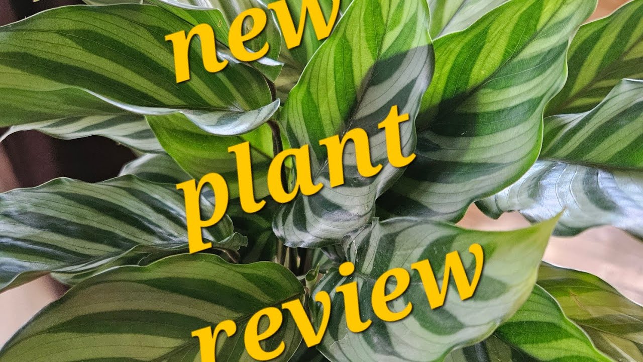 Aldi Plant Review - January 2026