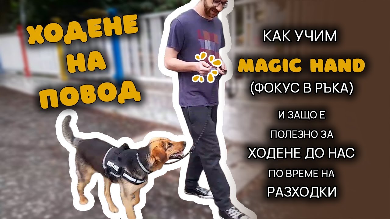 Как да научим кучето да не се дърпа по време на разходка? Обучение за концентрация и ходене до нас