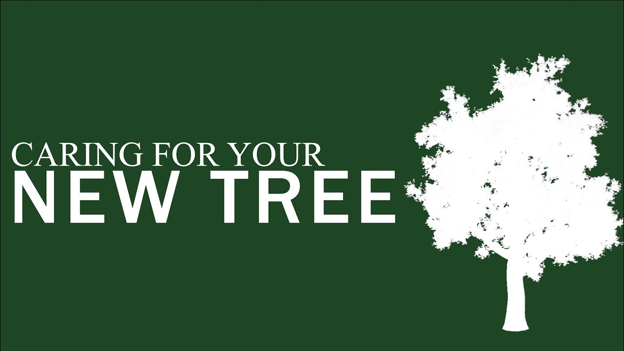 Caring For Your New Tree | The Eden Project