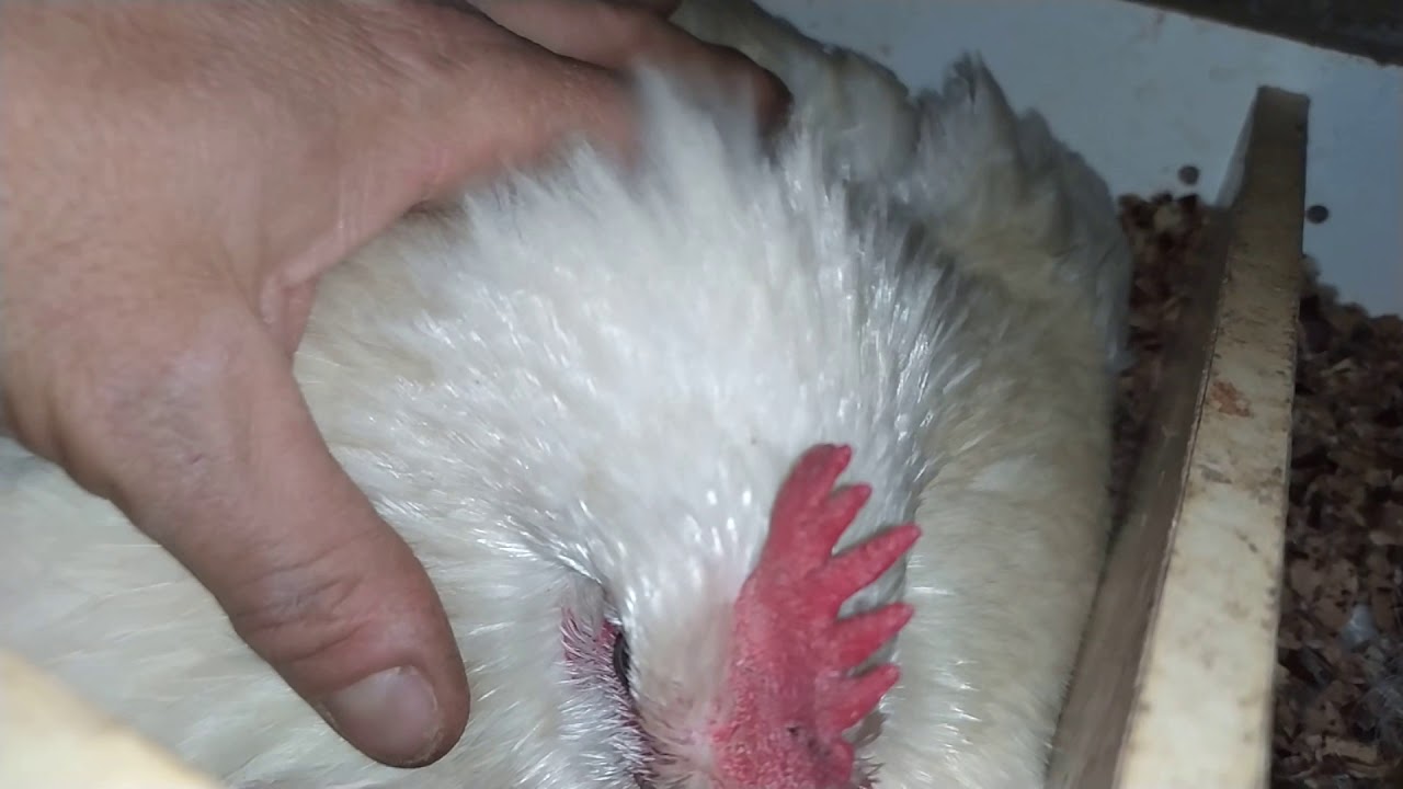 Sar&agrave; davvero una chioccia?