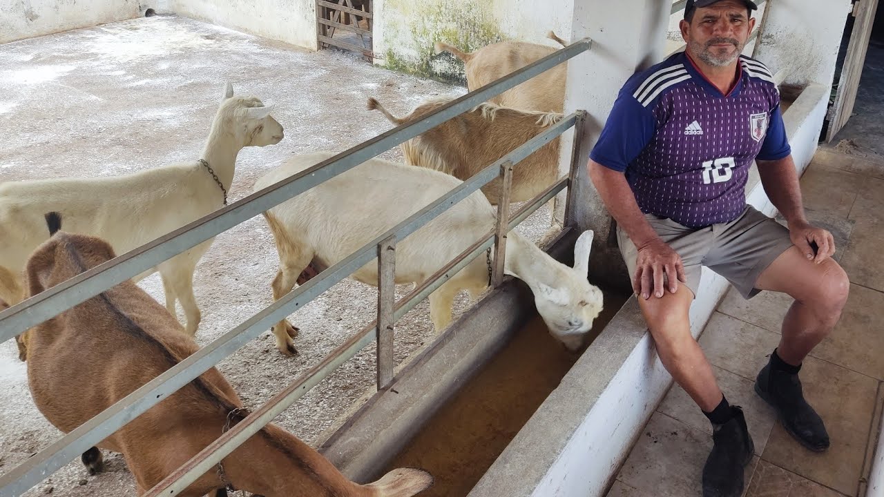 CRIADOR DE CABRA LEITEIRA,FALA SOBRE QUAL RAÇÃO MELHOR PARA AS CABRAS PRODUZIR LEITE EM ABUNDÂNCIA.