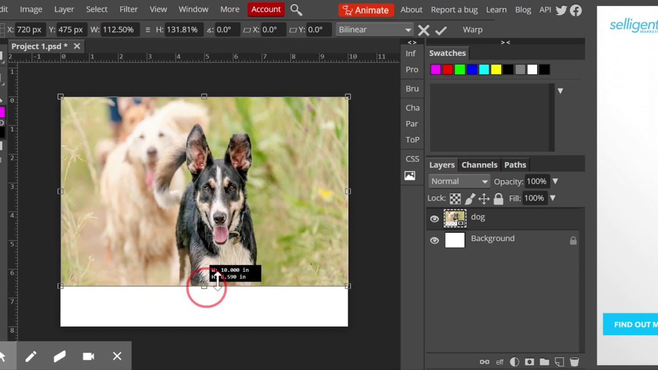 Photopea  Image Place and Transform