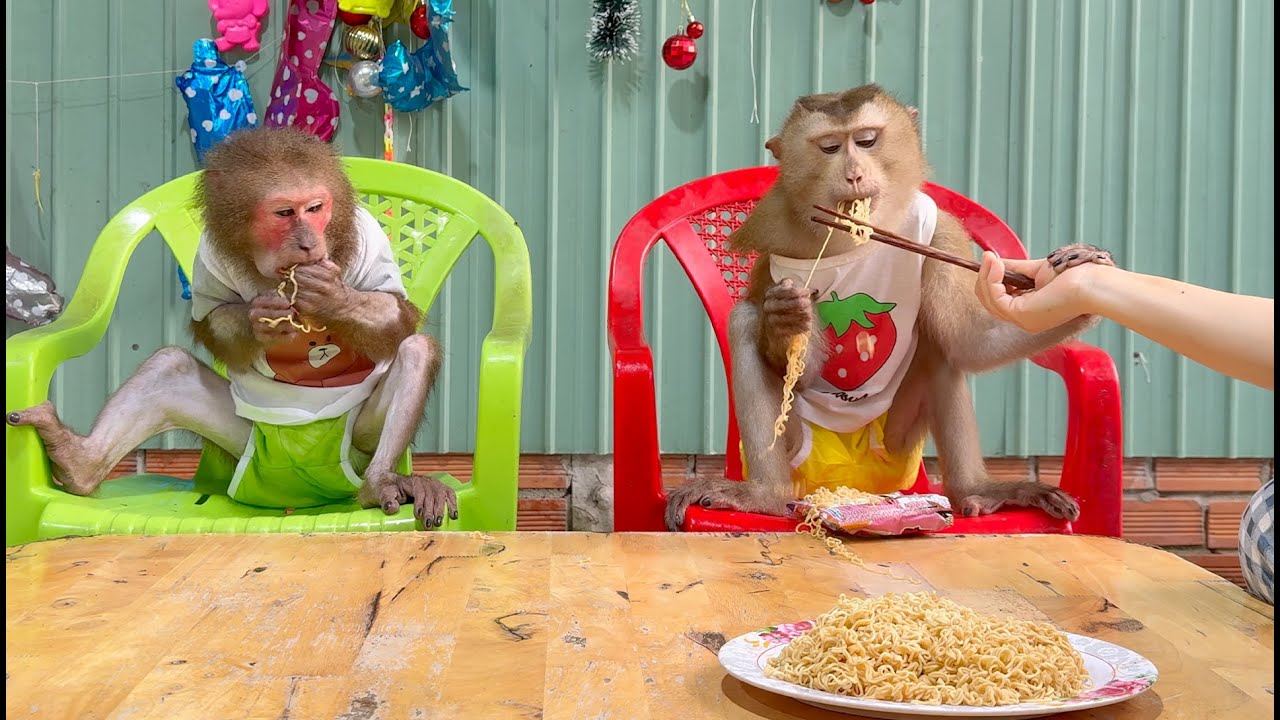 Monkey Sam and Asher eat instant noodles