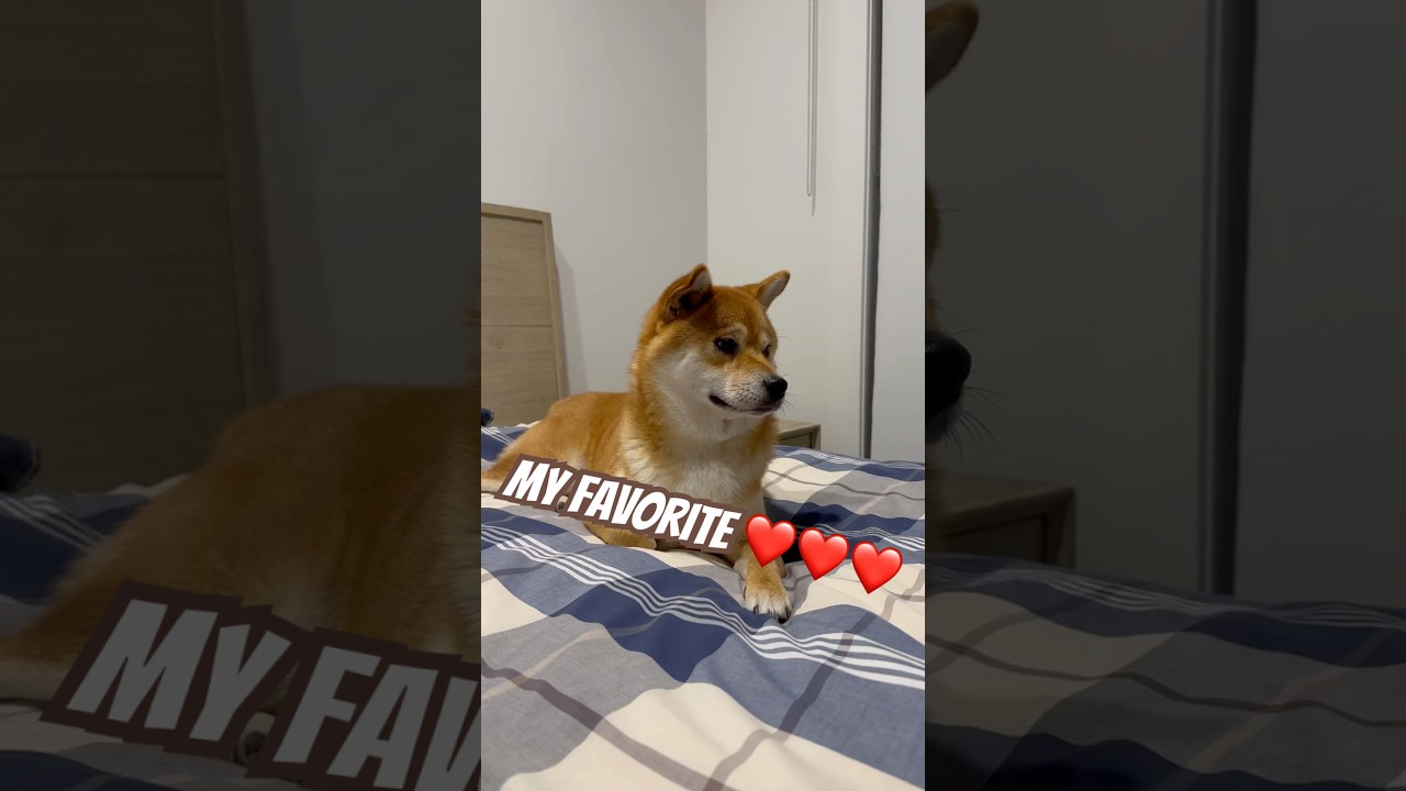 My paws are small, but my heart is huge.🥰