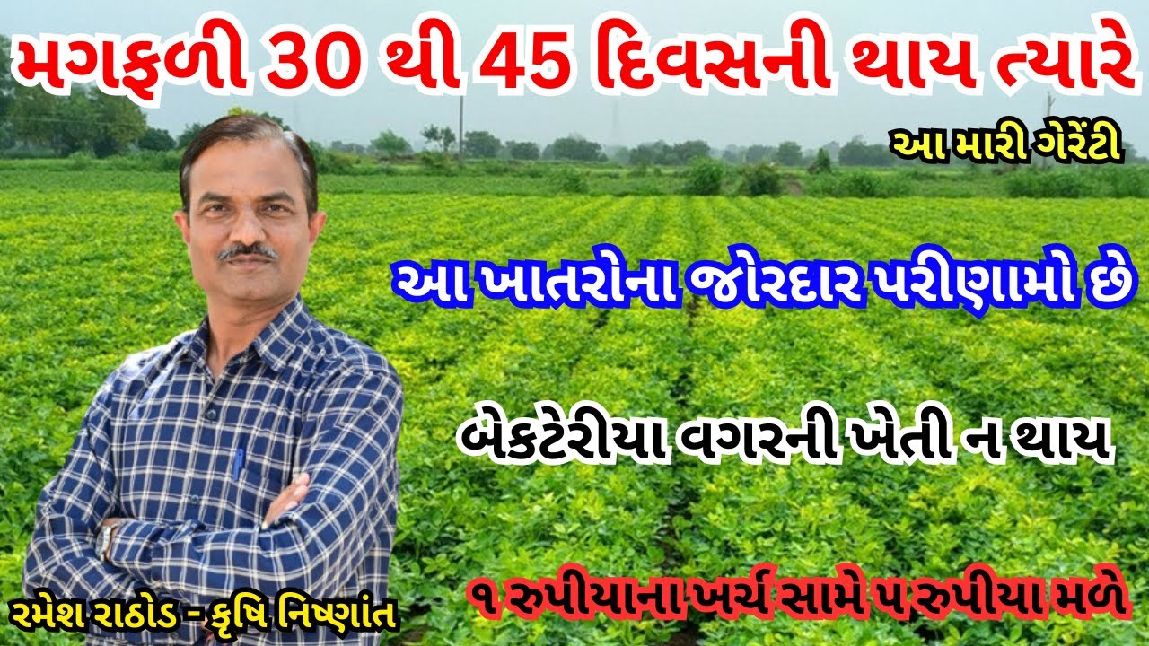 મગફળી ૩૦-૪૫ દિવસની થાય ત્યારે કેવી માવજત કરવી, વધુ સુયા બેસાડવા | Magfadi | Groundnut