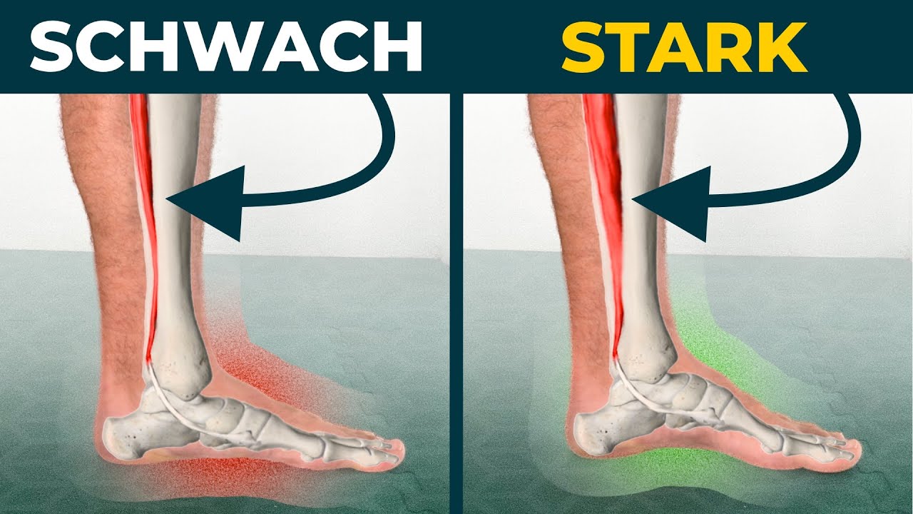 Fußgewölbe aufrichten - kurze Fußmuskeln & tibialis posterior kräftigen 🦶🏻