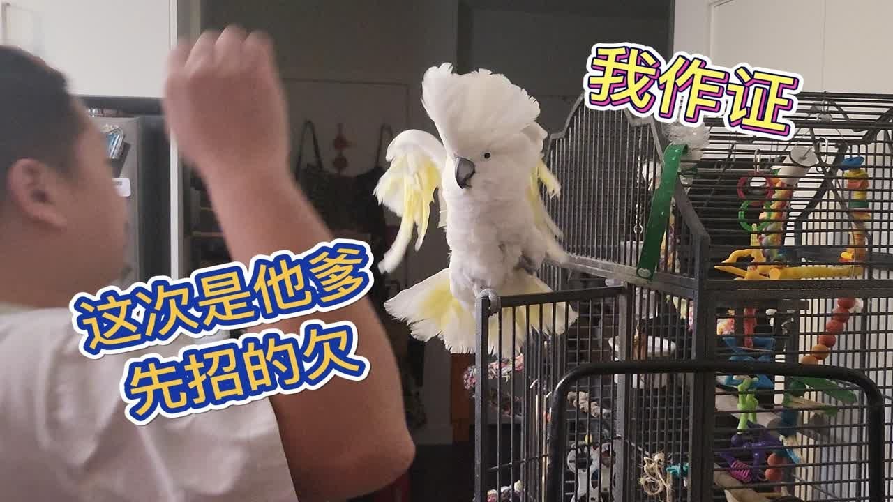 我作证！这次是老六先动的手！