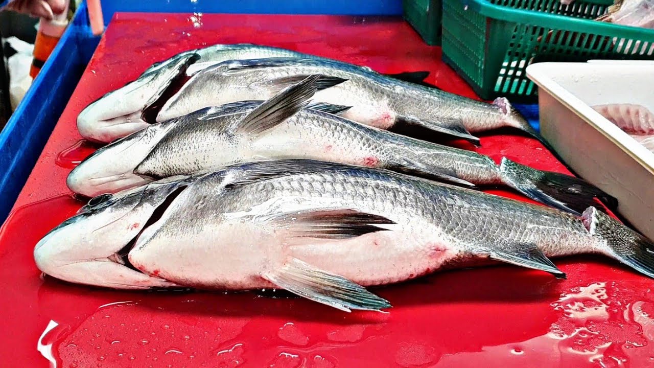 Покупатель на рыбалке поймал черного морского леща. Вкусная рыба.