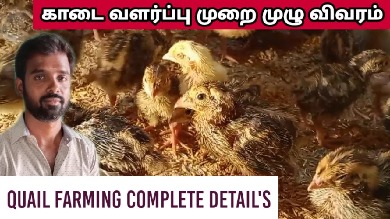 காடை வளர்ப்பு முறை முழு விவரம் | #Quail_farming_complete_details #quailfarming