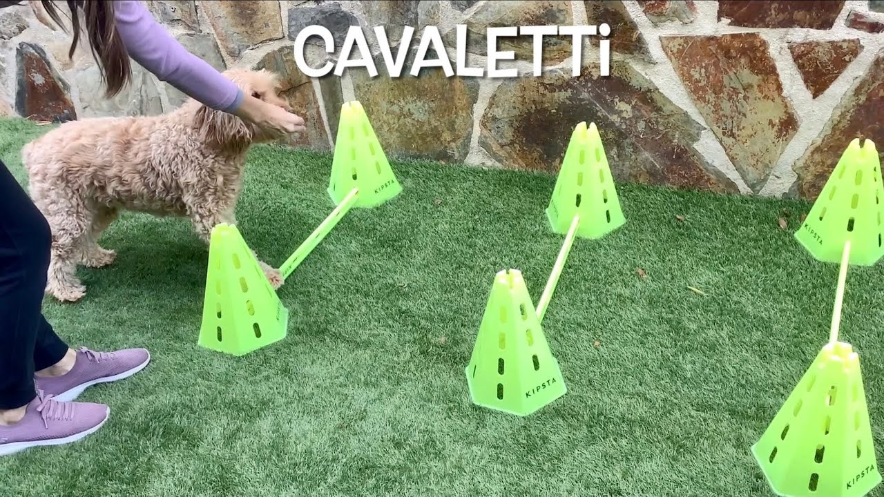 Mejora la displasia de cadera de tu perro 🐶 | 13 Ejercicios imprescindibles