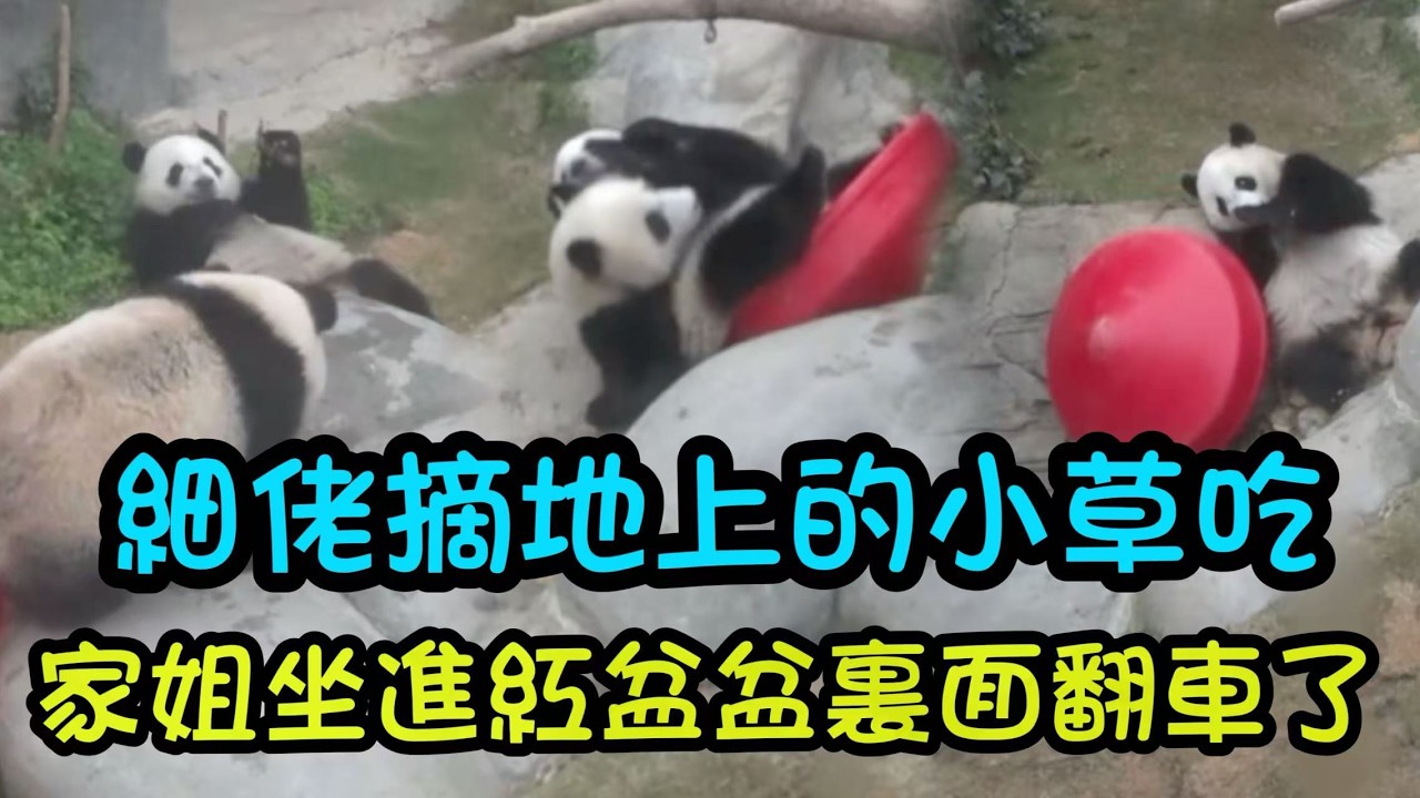 2月27日  家姐細佬一齊擠進盆盆玩，家姐翻車了，細佬直接將盆盆蓋在身上 #大熊貓家姐細佬