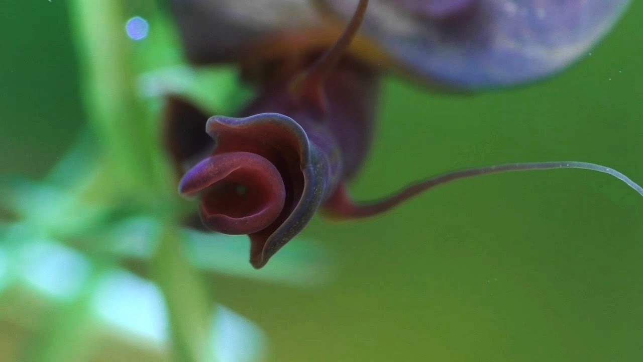 Freshwater Snails (chapter 1) THE RAM'S HORN SNAIL