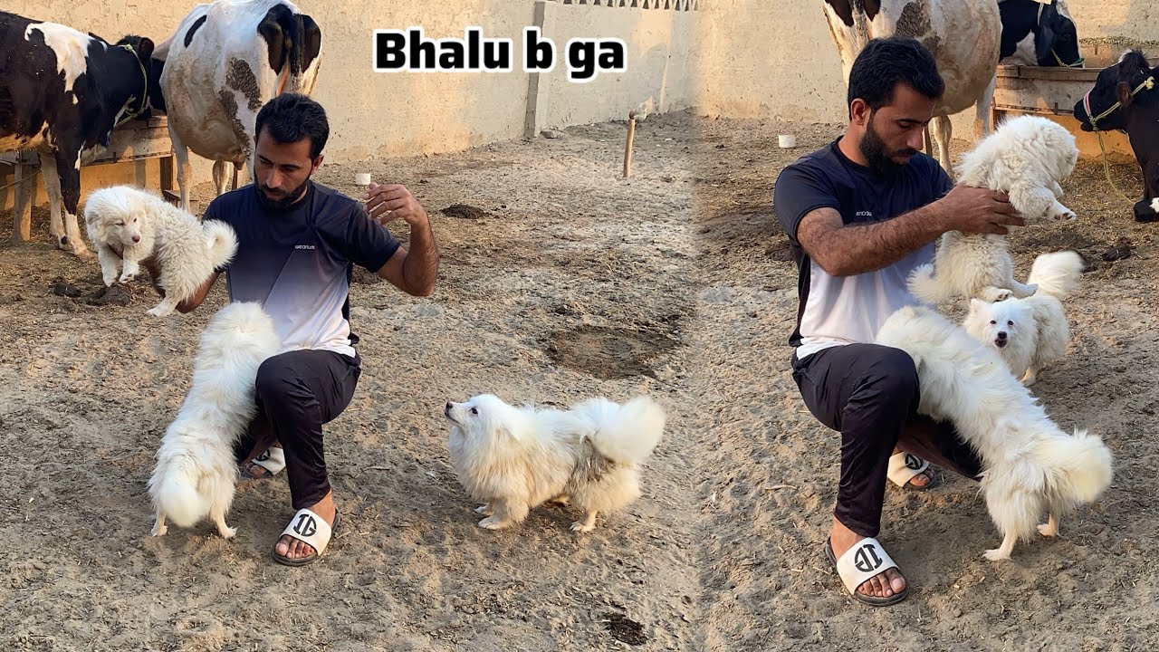 Bhalo B gift dyne ja raha hon 🎁 Zero Size Russian Puppies 🐶 Pets Lover in Punjab 