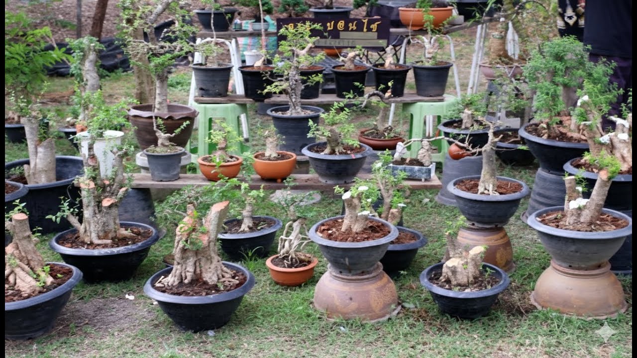 ร้านขายโครงสร้างบอนไซ งานมิตติ้งสุพรรณบุรีบอนไซคลับ 13-14/12/2568